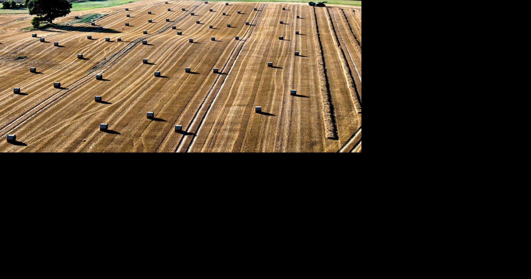Germany Agriculture Michael Probst - AP Aug 2, 2026 16 mins ago