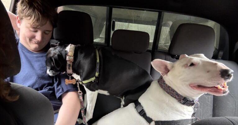 A Frankfort boy’s seven-year quest to make rescue animals Kentucky’s official pet