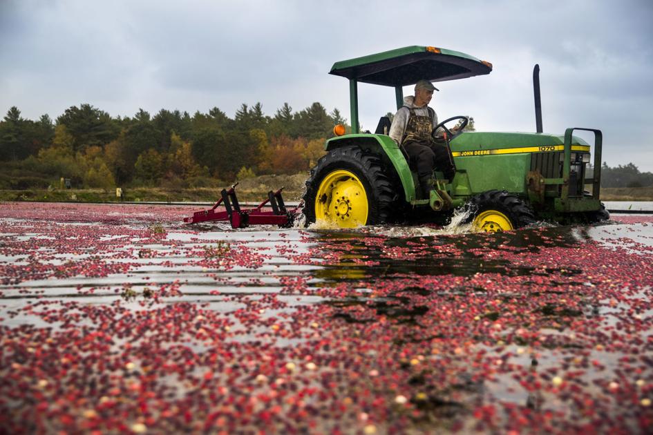 Climate change is complicating a Thanksgiving staple: Cranberries - The Messenger
