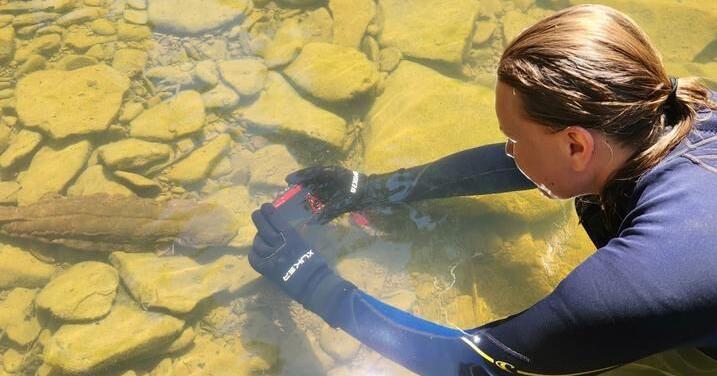 UK studies where Kentucky’s hellbenders live, what they need to survive