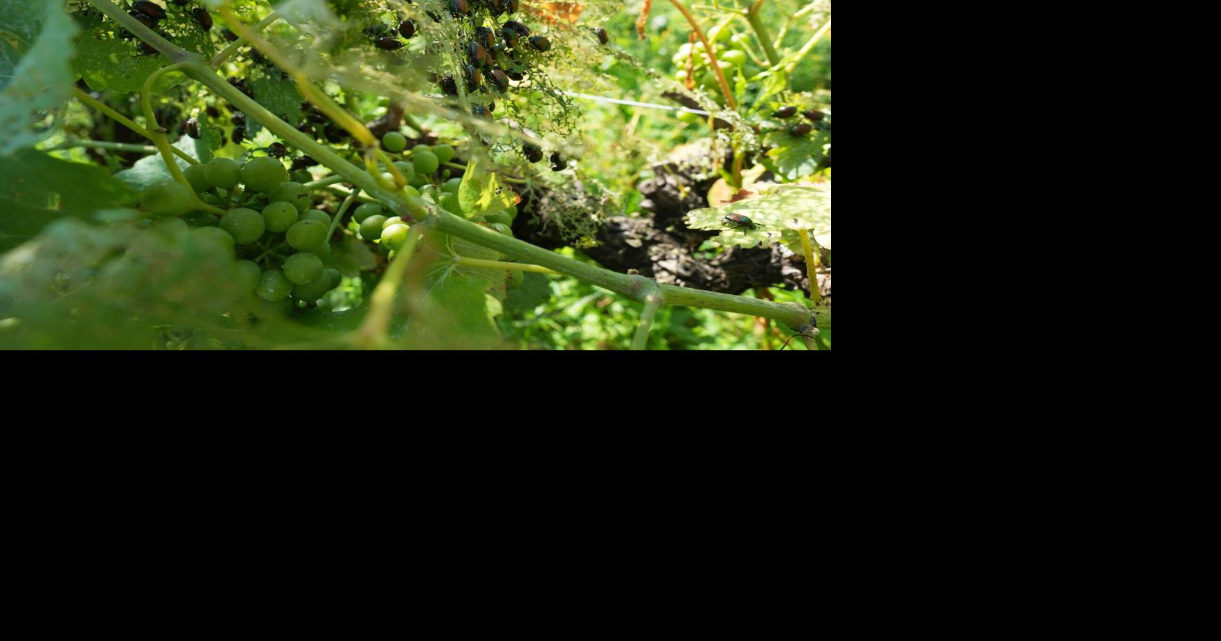 Italy Vineyards Japanese Beetles Antonio Calanni - AP Jul 19, 2026 14 mins ago
