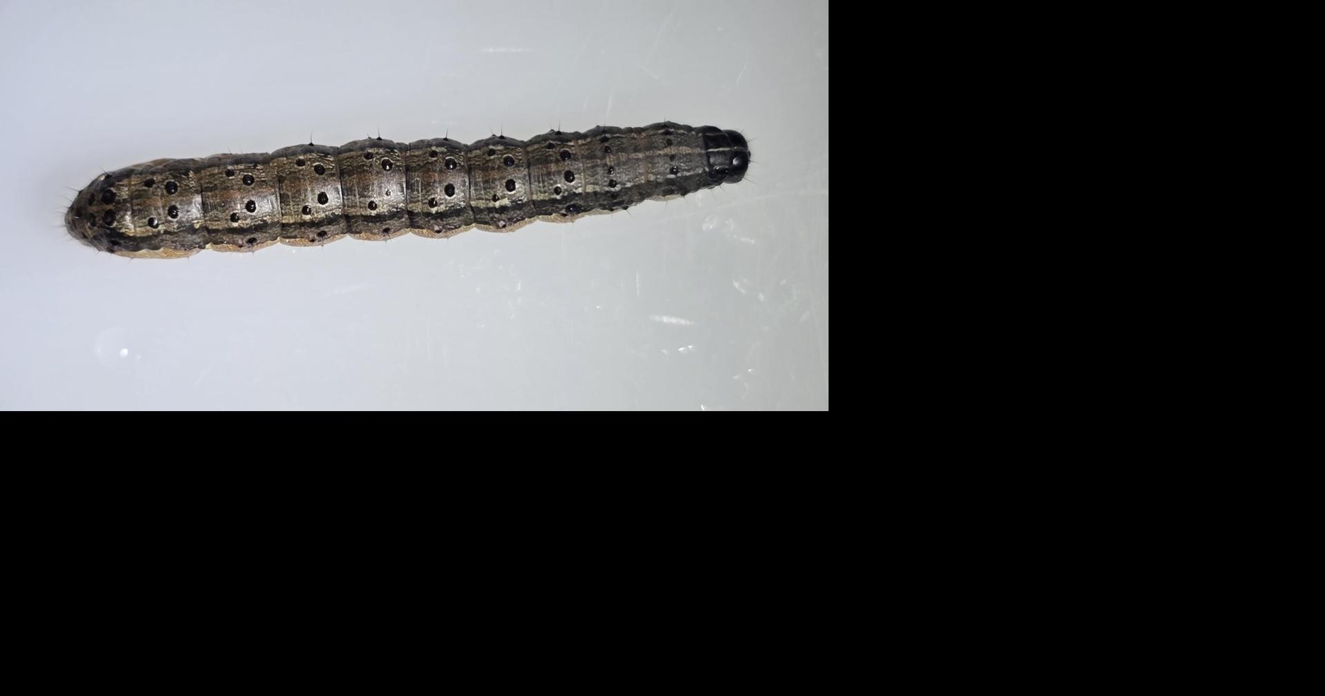 UK researcher works to sharpen RNA-based defense against armyworms