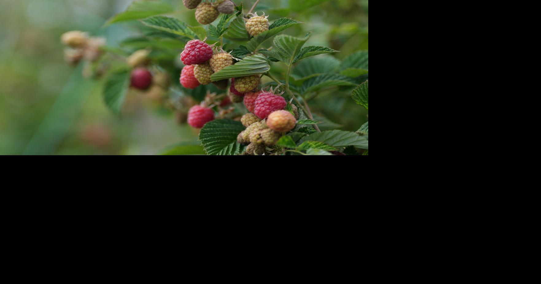 Serbia Raspberries Darko Vojinovic - AP Jun 24, 2026 36 mins ago