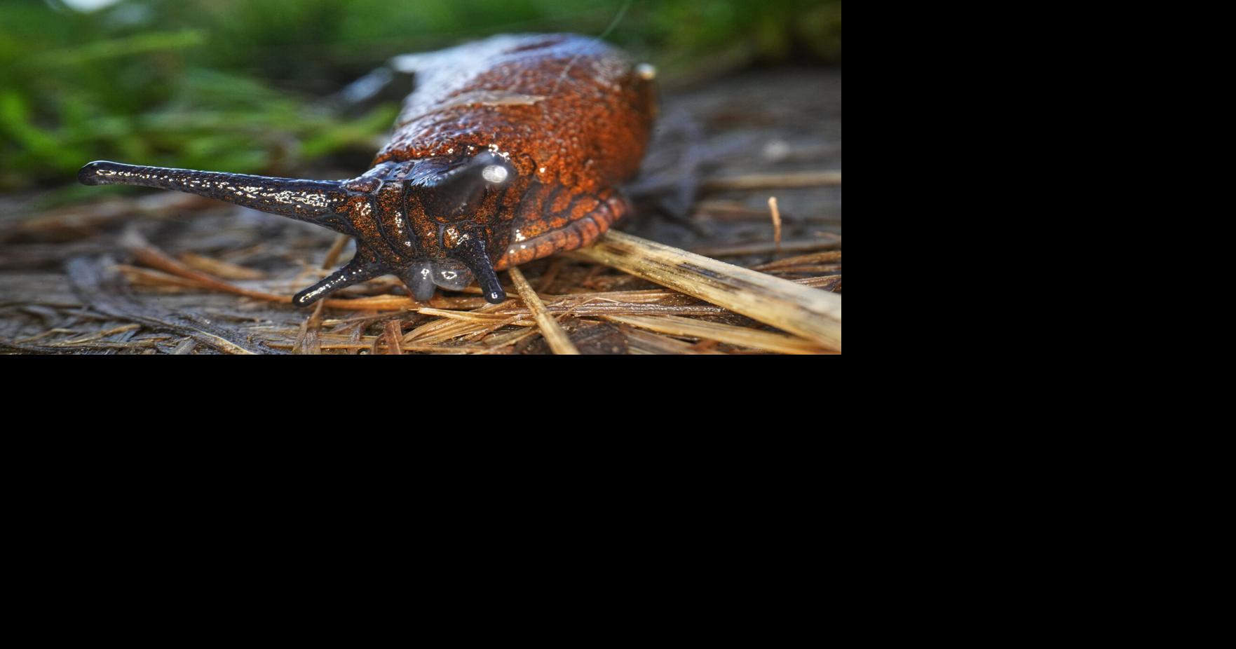 Russia Spanish Slug Dmitri Lovetsky - AP Aug 7, 2026 32 mins ago