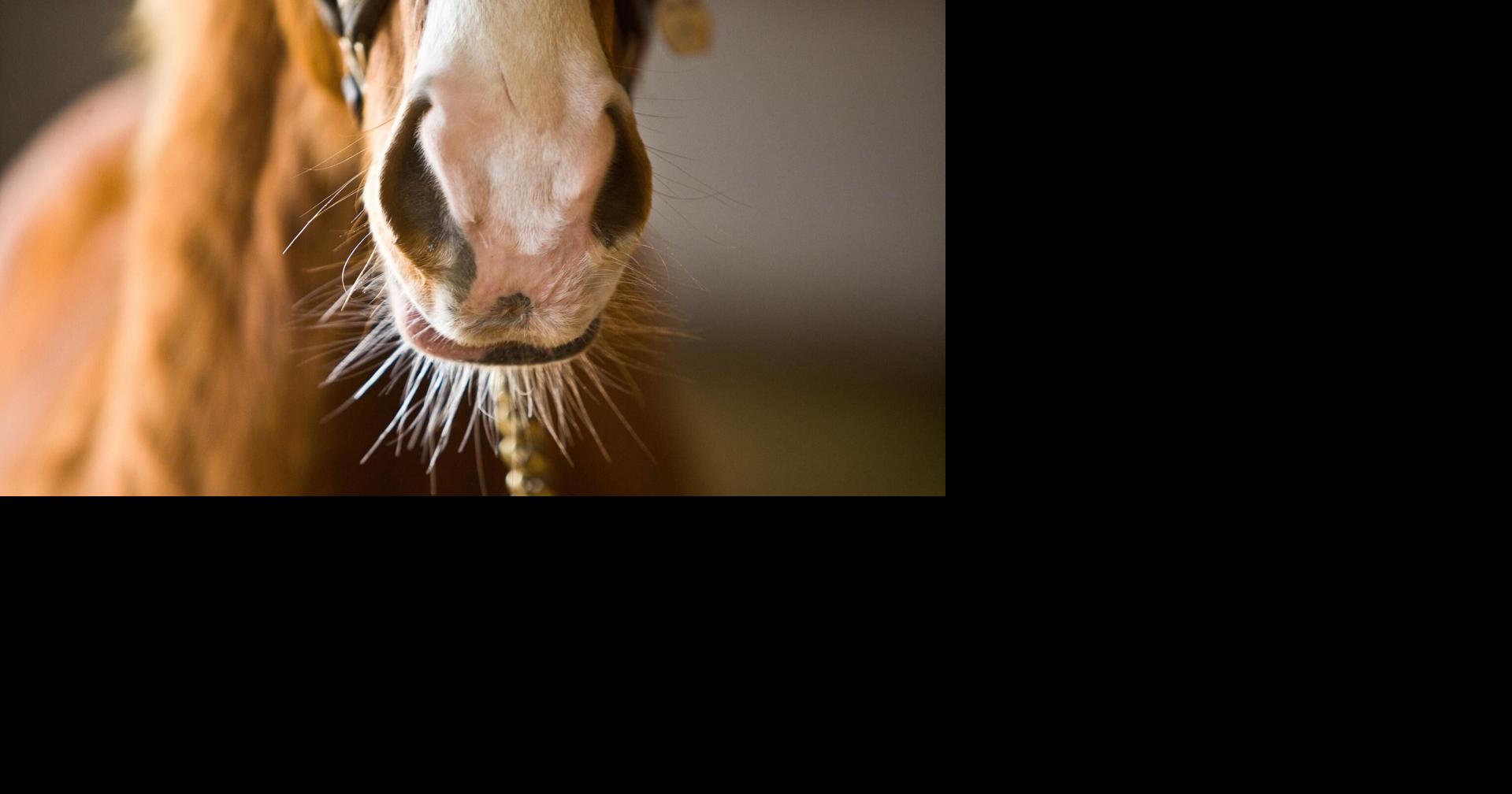 UK study finds airborne testing could help spot equine herpesvirus