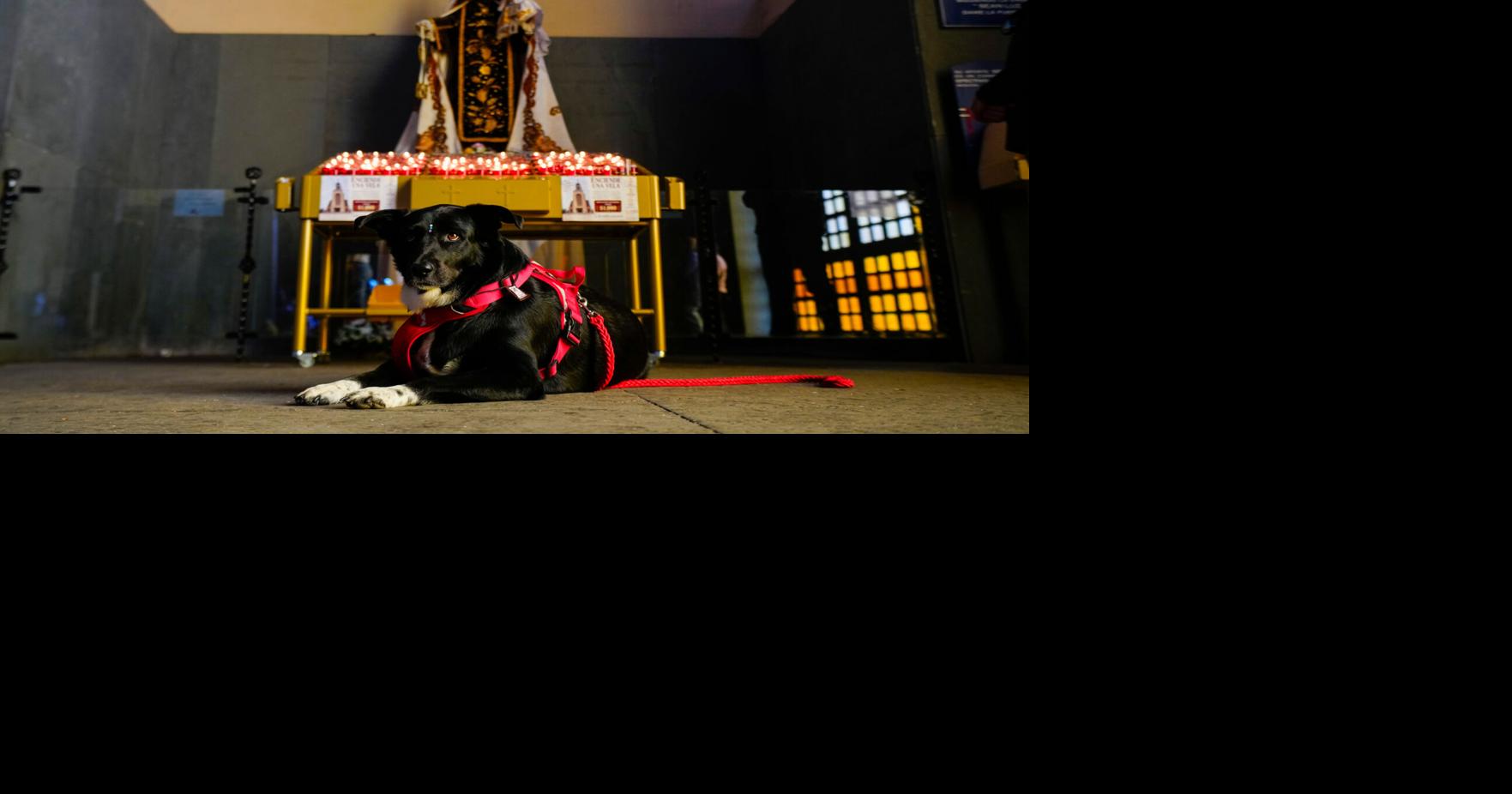Chile Blessing of the Animals | World | the-messenger.com