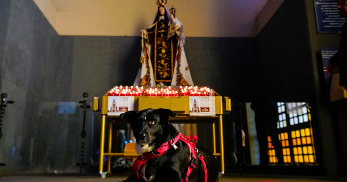 Spring Animal Animation Chile Blessing of the Animals | World | the-messenger.com