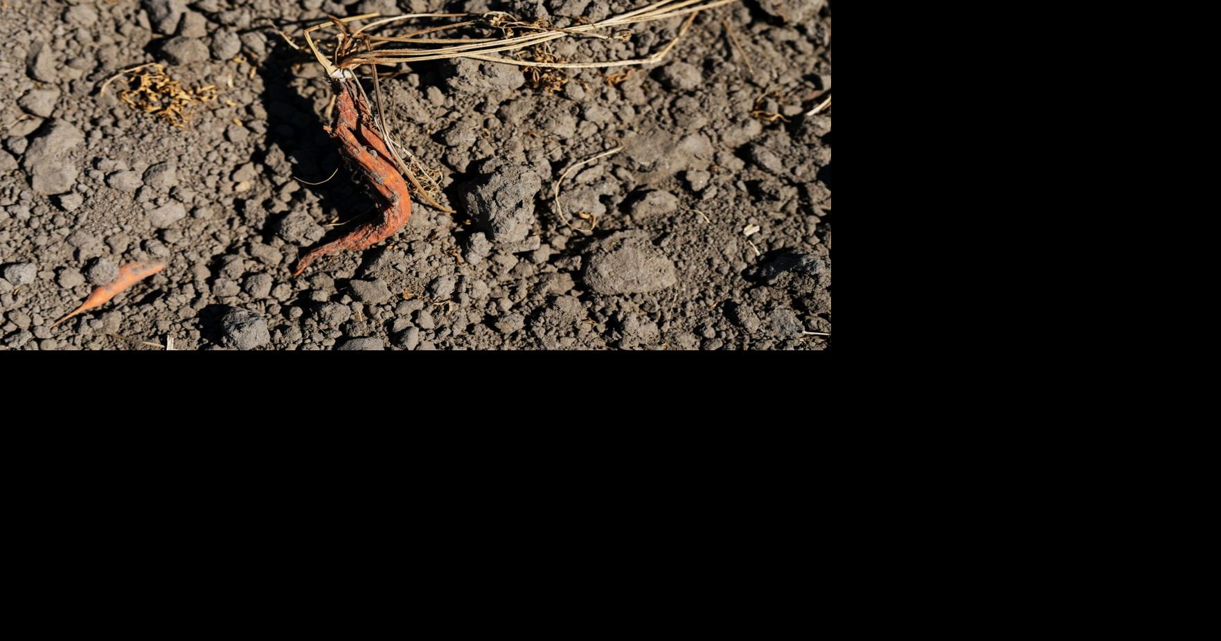 Netherlands Extreme Weather Drought Virginia Mayo - AP Aug 11, 2026 14 mins ago