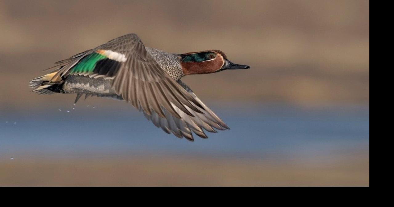 Most commonly hunted migratory birds in Kentucky