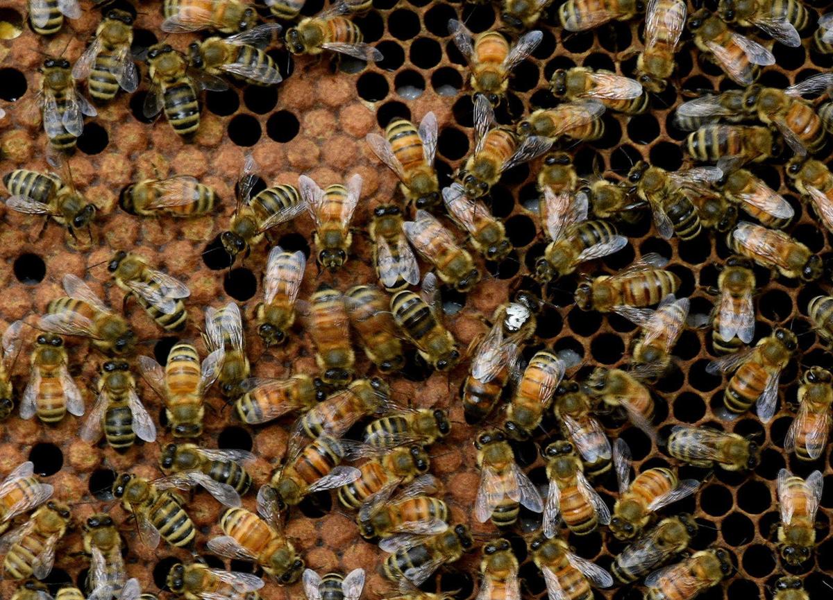 Kids Are Abuzz With Activities To Help Save Bees The Messenger Com