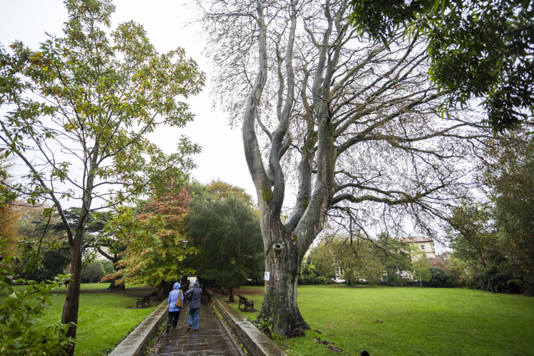 Historic tree to be chopped down after 100-year campaign to save it ...