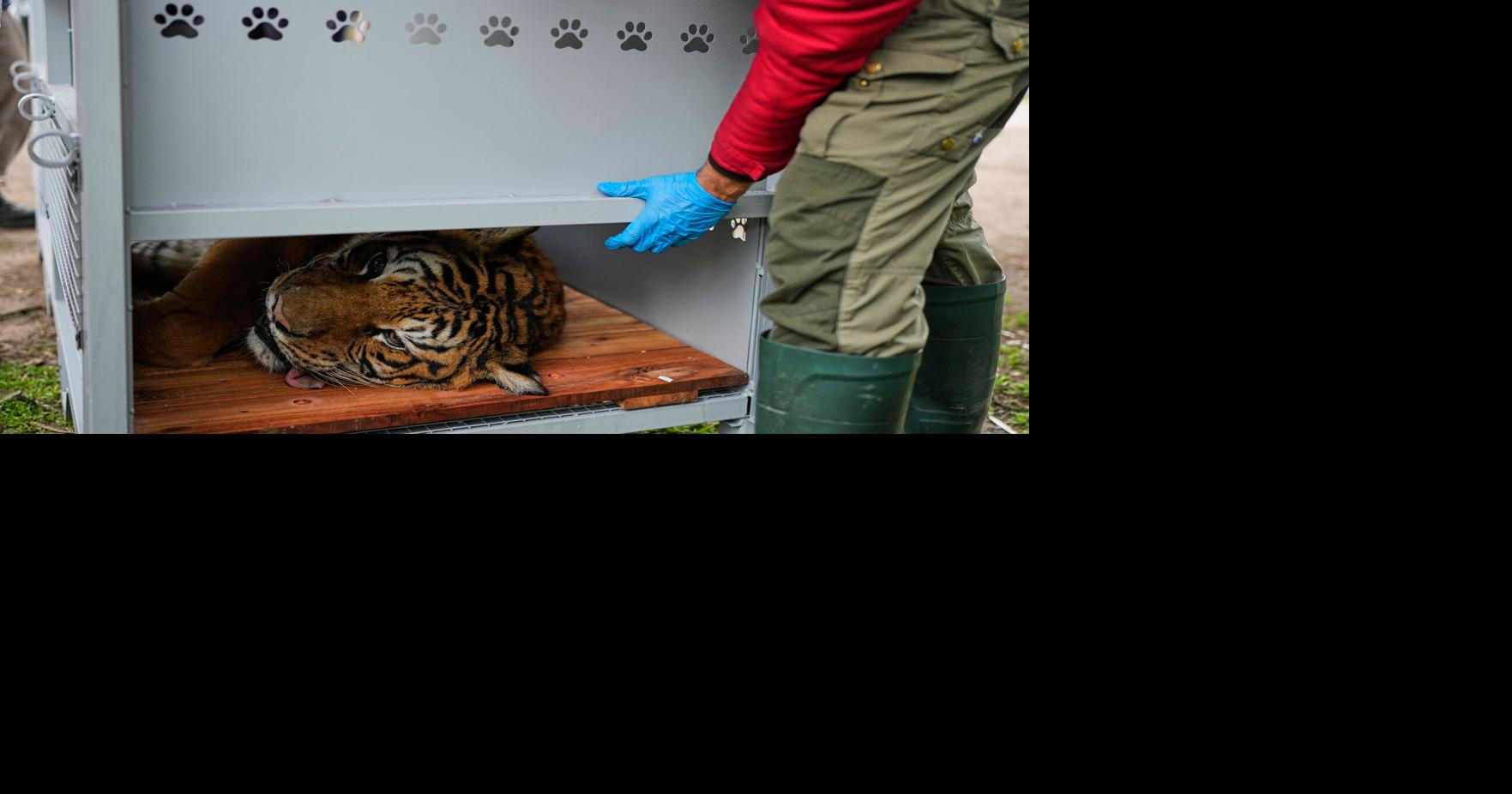 Argentina Big Cats Natacha Pisarenko - AP Aug 14, 2026 16 mins ago