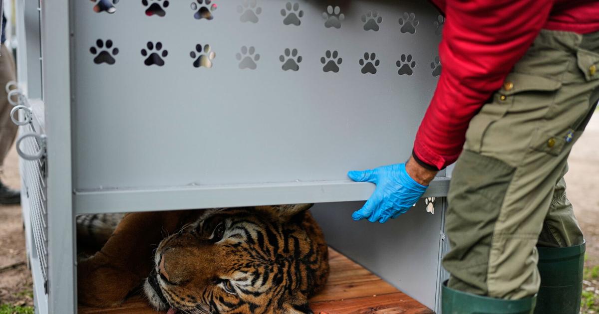 Argentina Big Cats Natacha Pisarenko - AP Aug 14, 2026 16 mins ago