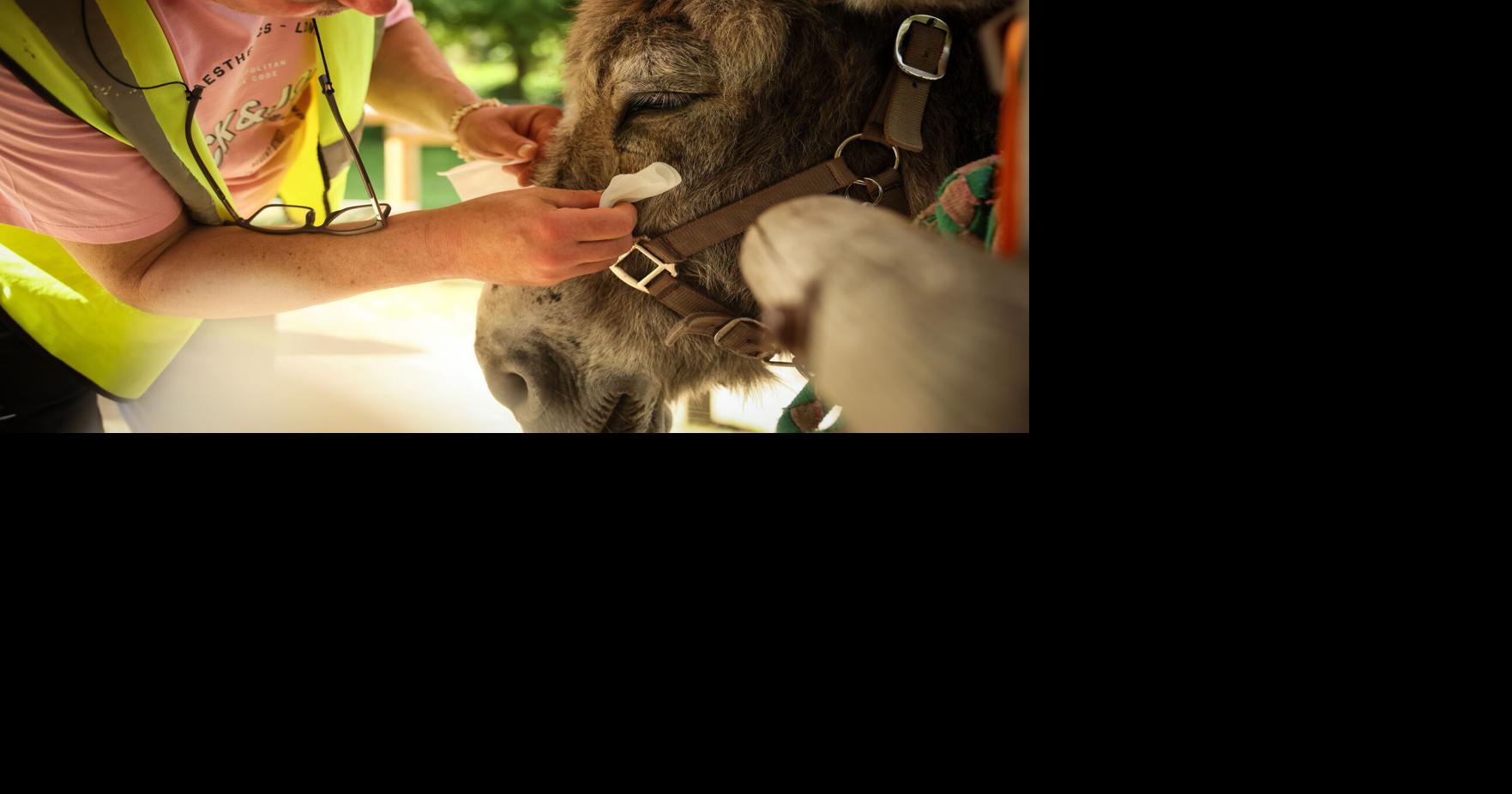 Patients find help with therapy donkeys at psychiatric hospital near Paris Therapy donkeys are helping patients with mental health conditions at a psychiatric hospital near Paris By SYLVIE CORBET - Associated Press May 31, 2026 25 mins ago