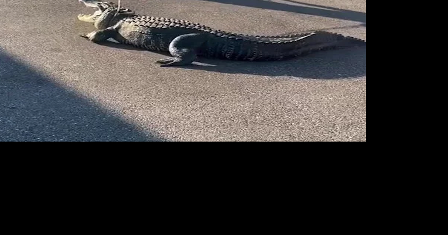 Florida cops capture 10-foot-long alligator outside 7-Eleven