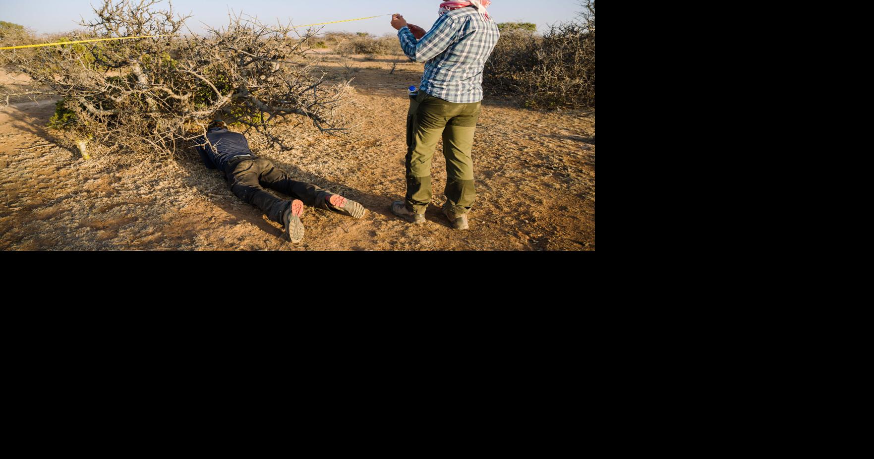 The myrrh tree that's key to luxury perfumes and African incomes is threatened by drought