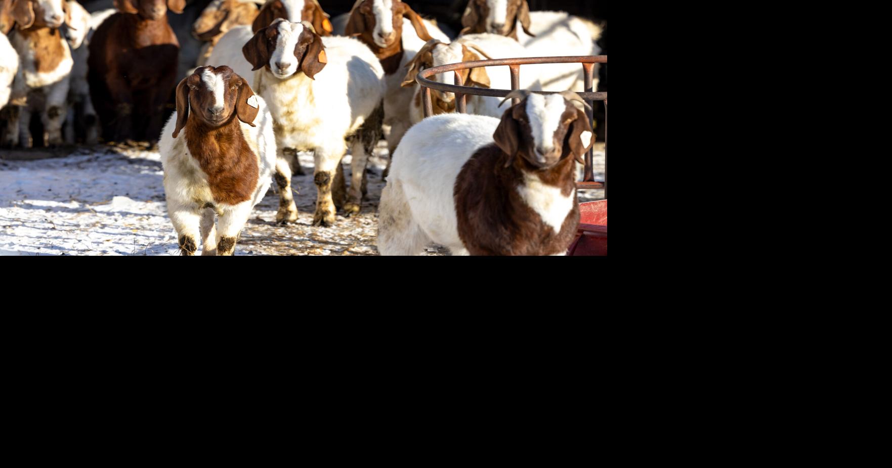 Education tops agenda at upcoming Sheep and Meat Goat Boot Camp