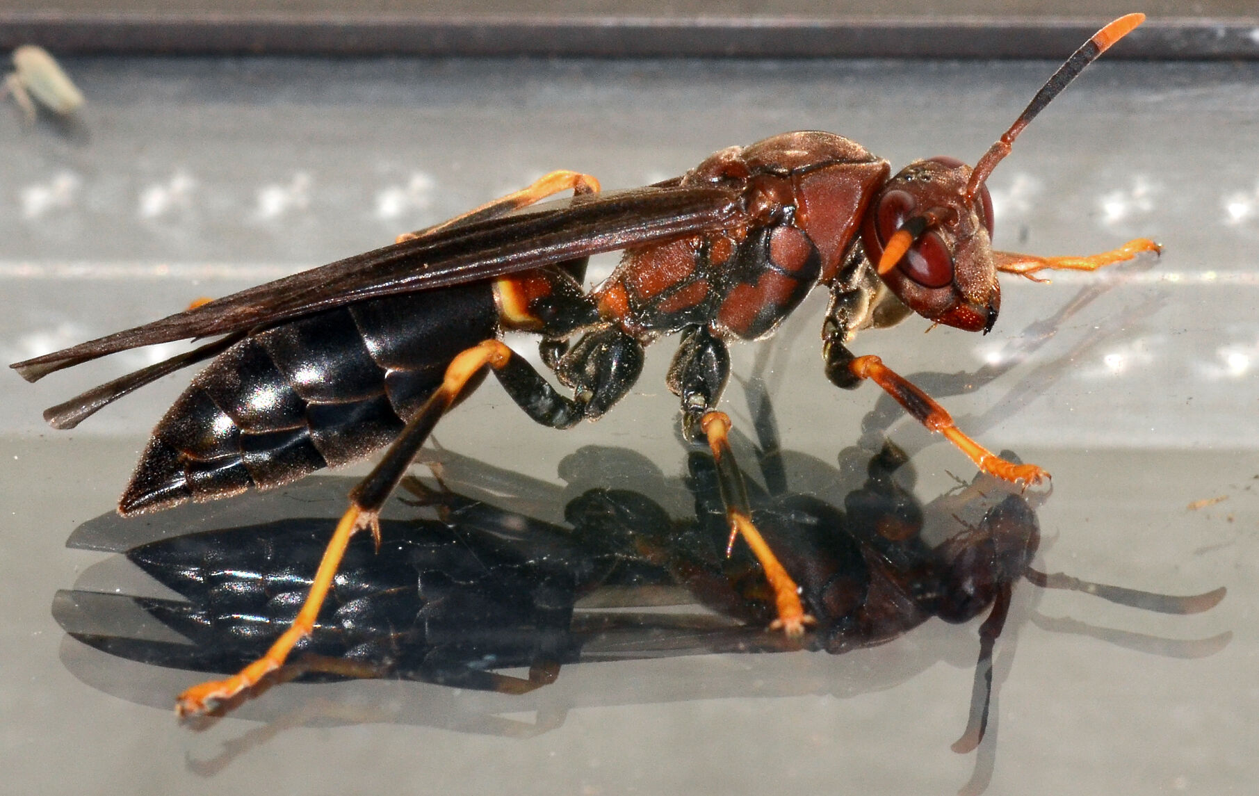 Ringed-paper wasp | Lifestyles | theadanews.com