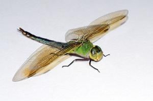 Randy’s Natural World: Watch for the swarms