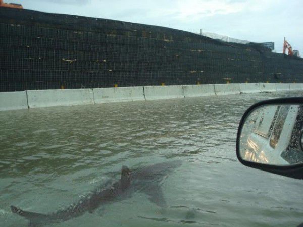 Shark!
