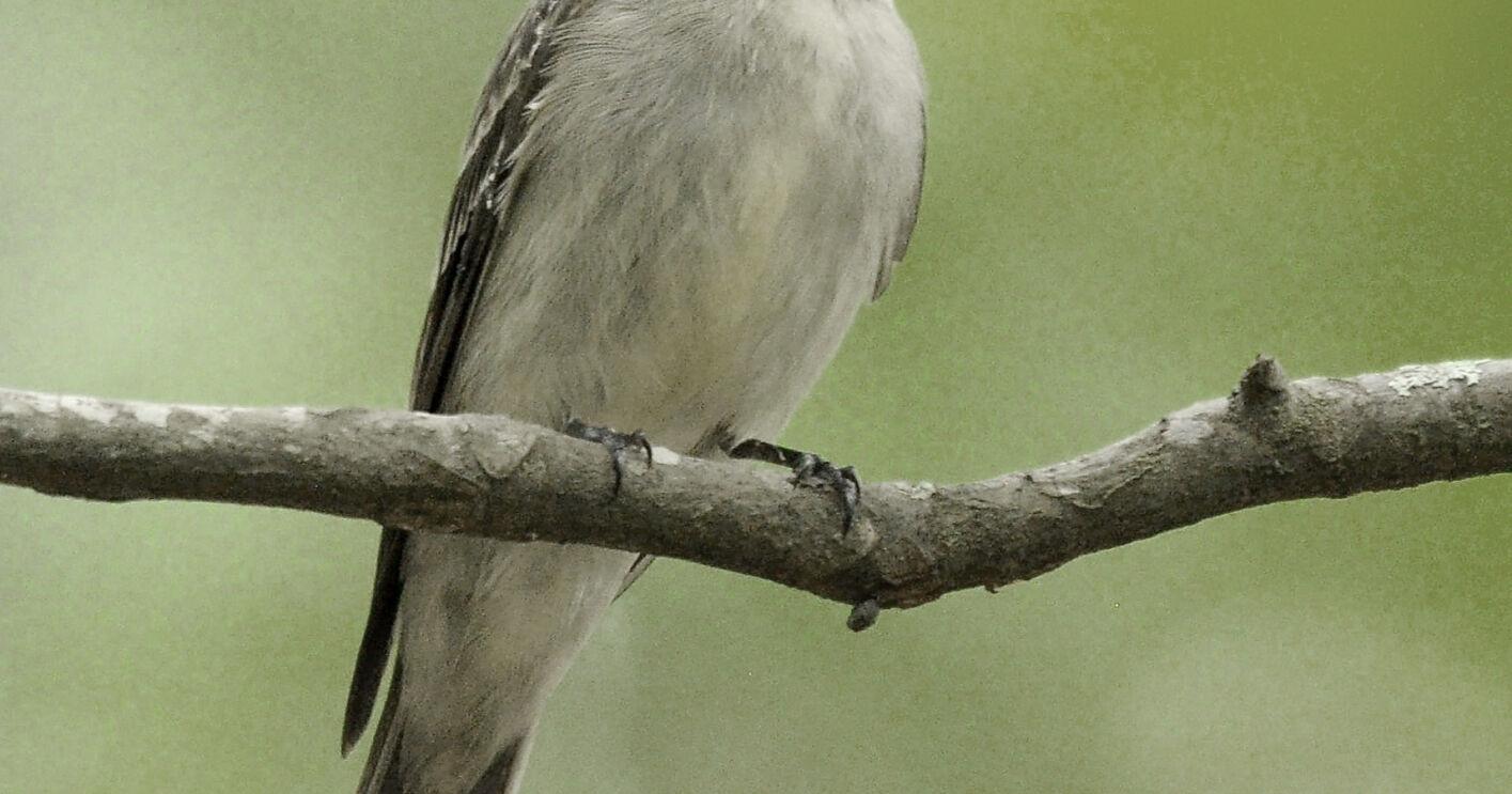 The eastern wood-peewee - Vimarsana News