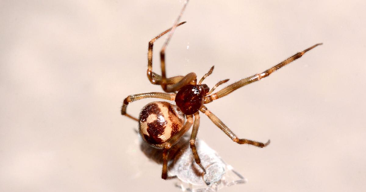 Vip Spider Cobweb spiders | Lifestyles | theadanews.com
