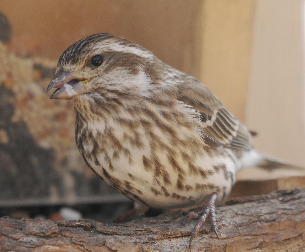 Purple Finches Are Back In Town Lifestyles Theadanews Com