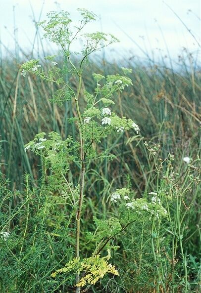 Queen anne's shop lace