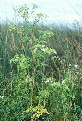 Don't be confused between Queen Anne's Lace and poison hemlock, News