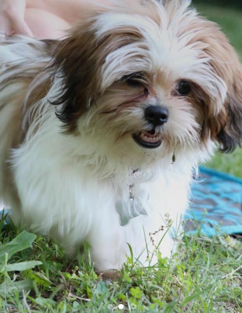 Lost dog