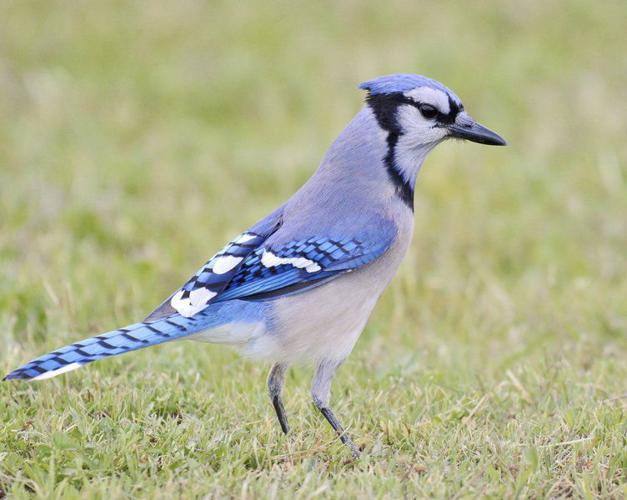 Blue Jay  Celebrate Urban Birds