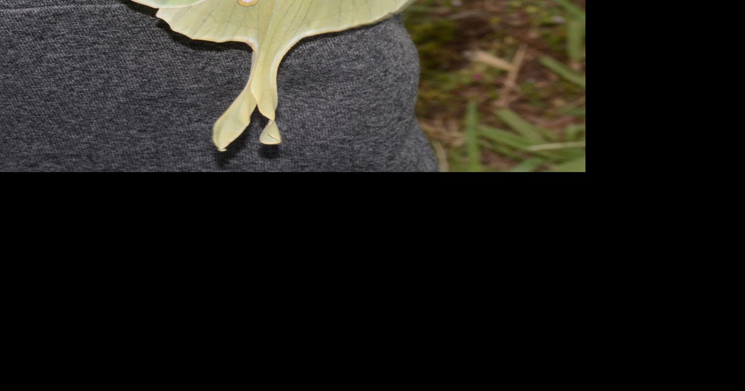 orange luna moth caterpillar