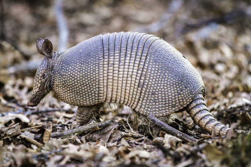 How to ward off those pesky armadillos | Local News 