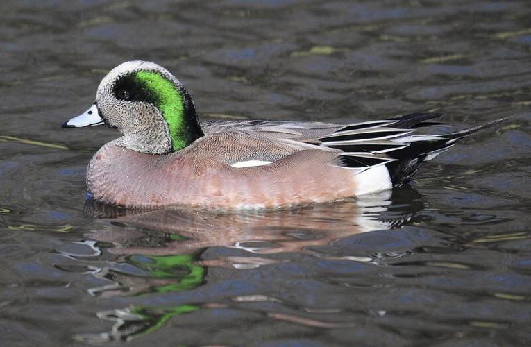 The American wigeon