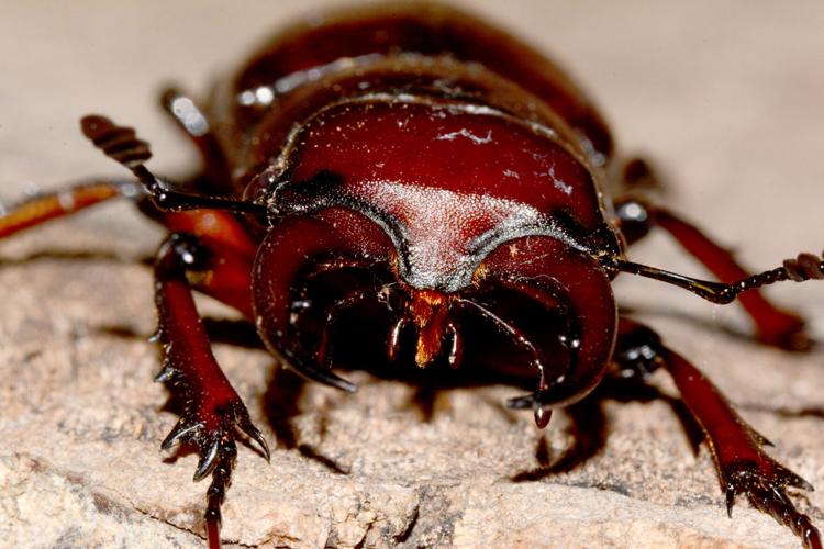 Ladies and gentlemen  the beetles!, News