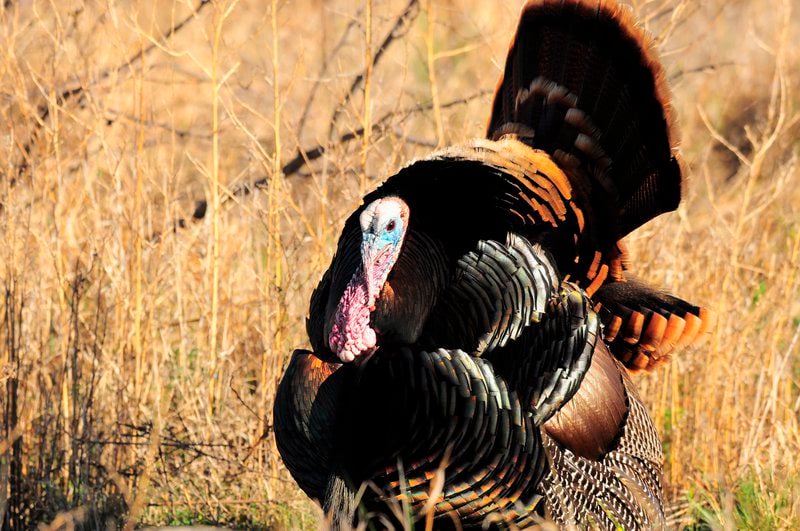 The Wild Turkey Is Intelligent And Entertaining Lifestyles Theadanews Com