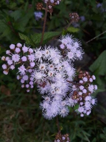 Enjoy fall wildflowers while they last | Lifestyles | theadanews.com