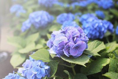 In The Garden Local News Theadanews Contrary To Tradition Not All Hydrangea Flowers Can Be Changed From Pink Blue Or Vice Versa Nor The Color By Burying Pennies Coffee