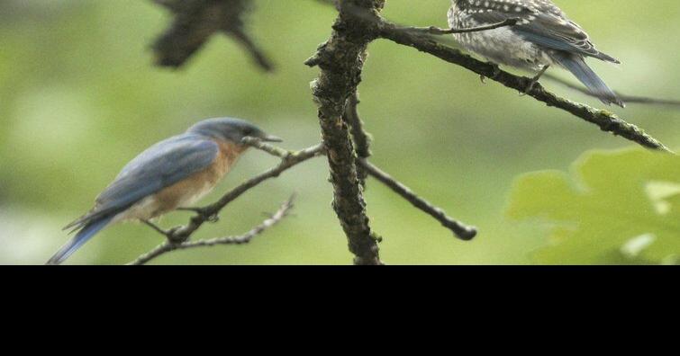 Eastern Bluebirds and thrush species in Florida, Real Estate