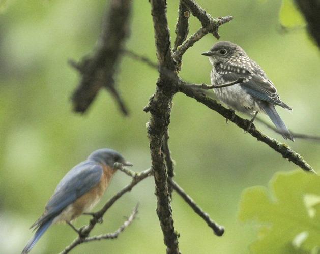 moire  Feather, Blue bird, Beautiful birds