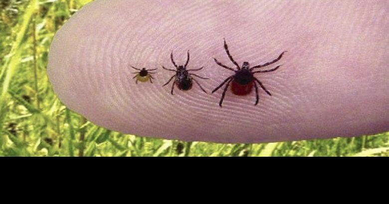 chiggers vs ticks