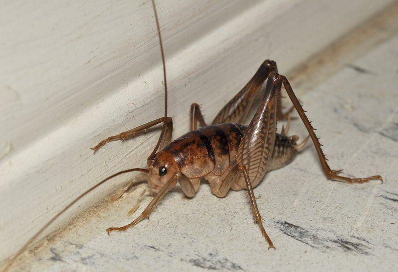 Camel Crickets And Hodgepodge Lifestyles Theadanews Com