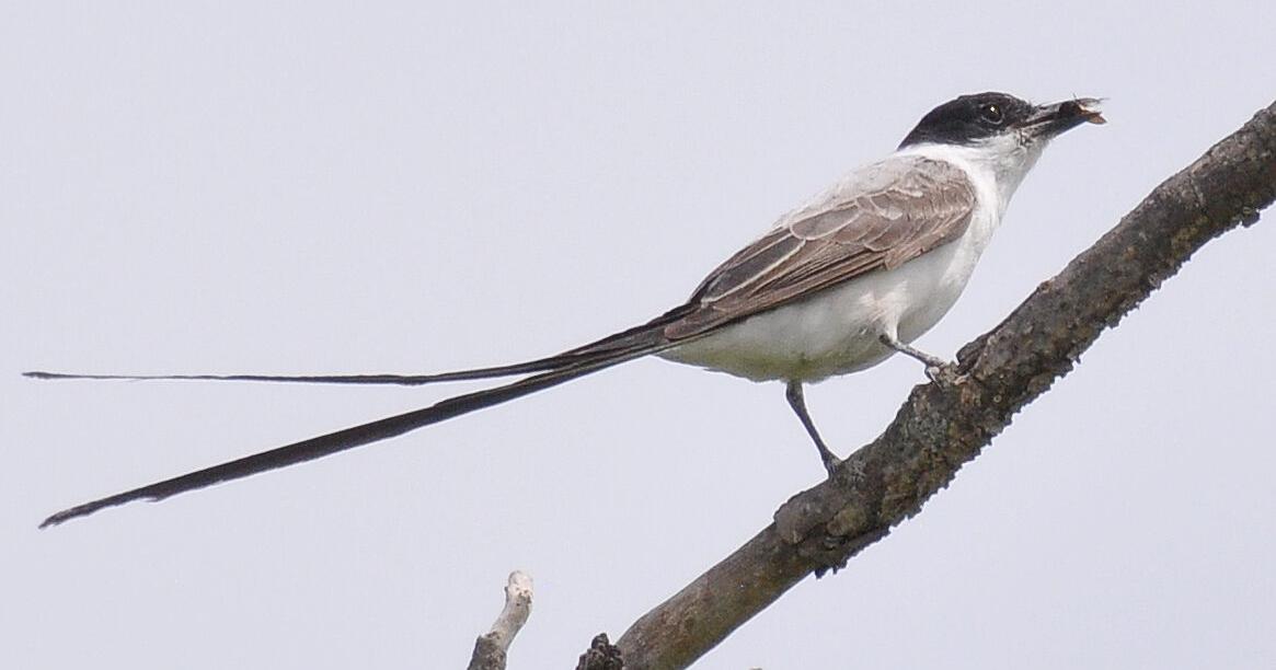 The bird of a lifetime | Lifestyles | theadanews.com