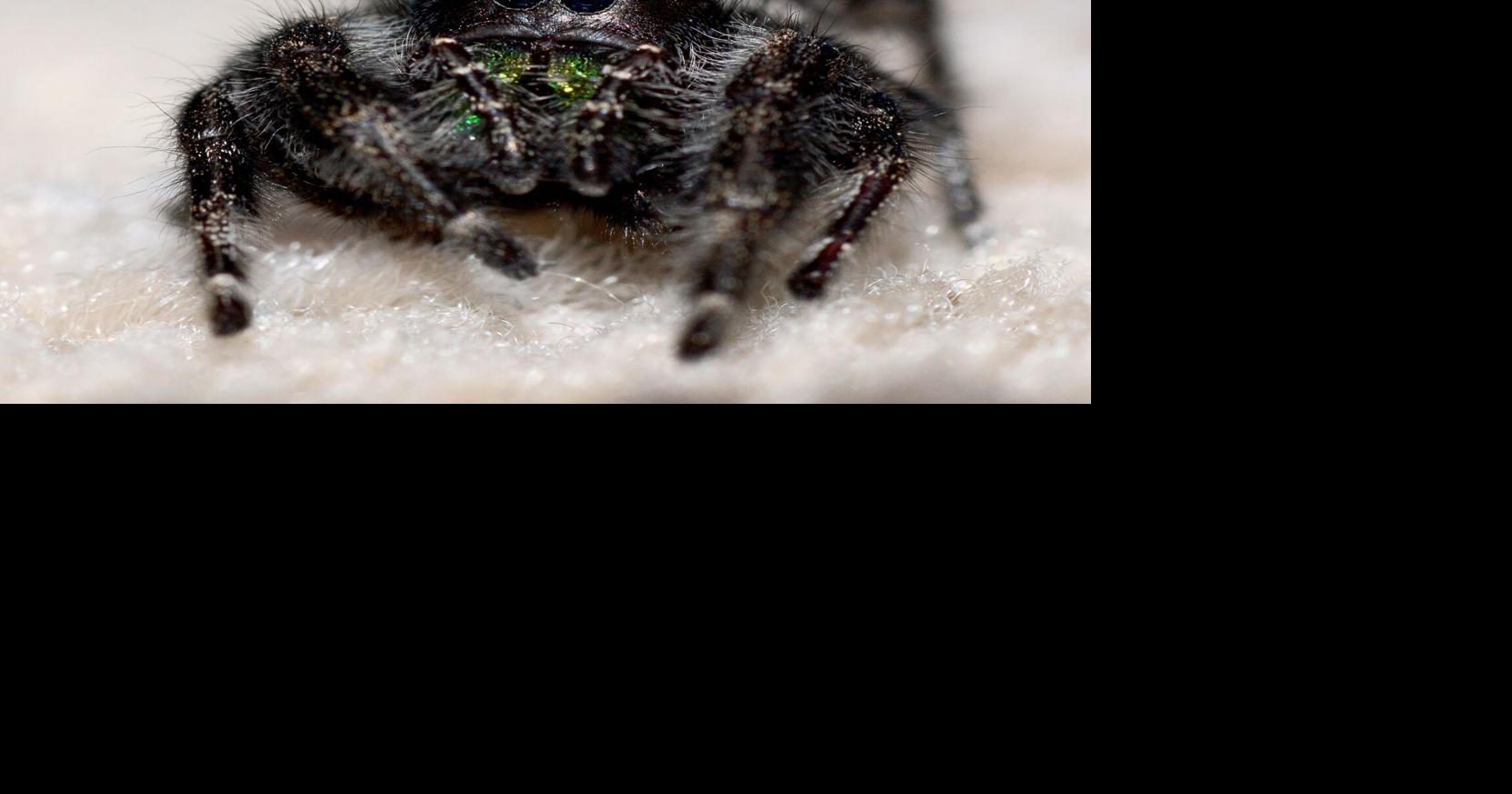 Phidippus audax | Lifestyles | theadanews.com