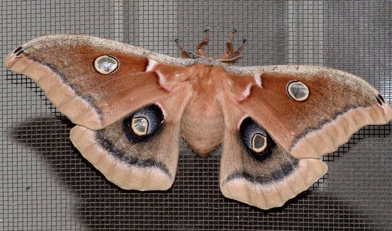 The polyphemus moth