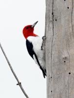 The woodpecker with an all-red head