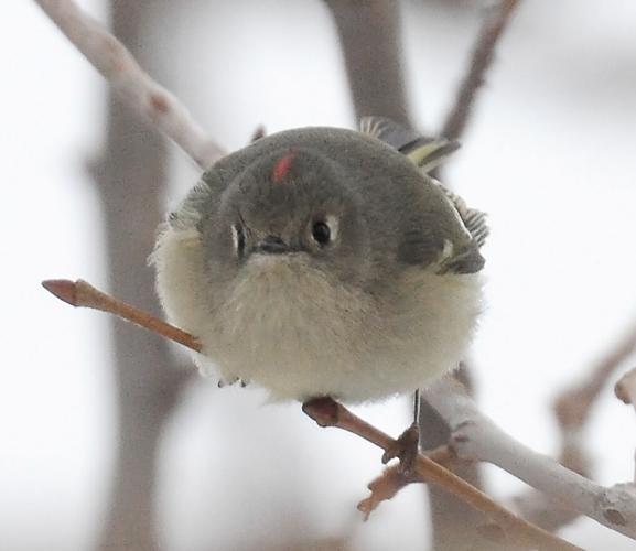 Kinglet onlayn porno video