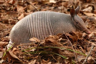 Dealing with armadillos, Lifestyles