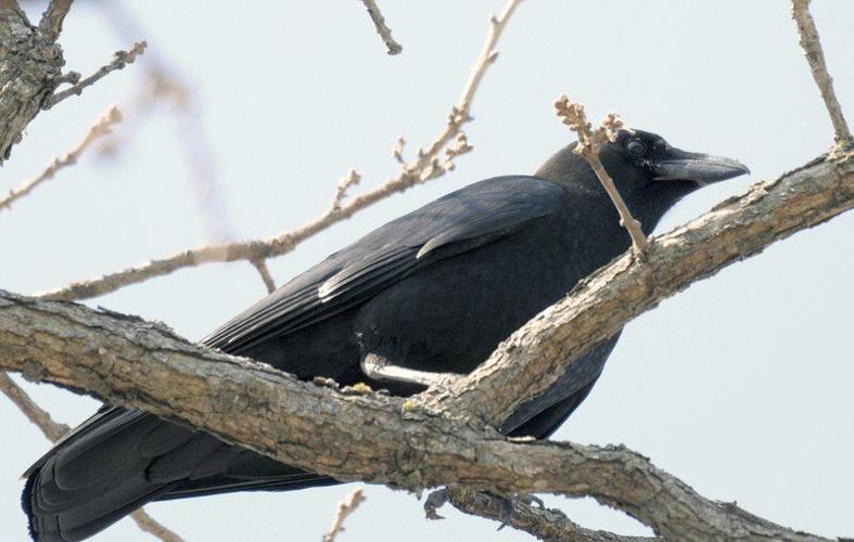The fish crow | Lifestyles The fish crow | Lifestyles