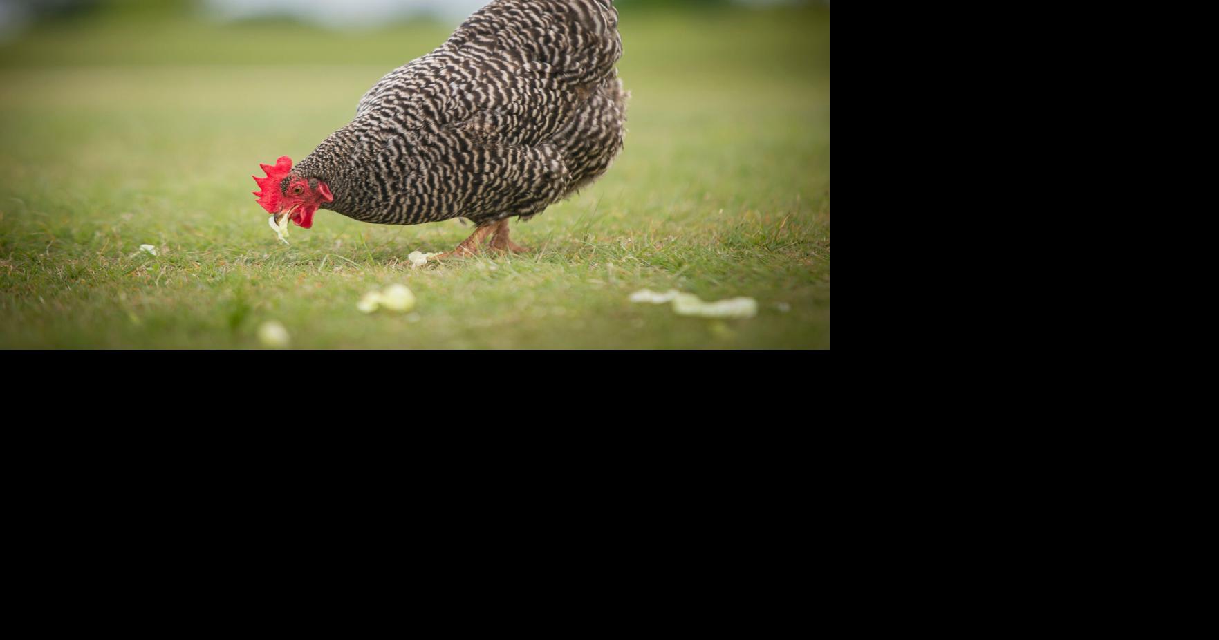 Backyard flock owners on high alert for avian influenza | News ...
